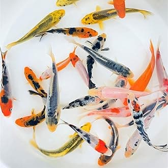Toledo Goldfish Standard Fin Koi, Variety of Colors and Patterns - Beautiful Live Fish Perfect for Ponds, Tanks, and Aquariums - 4-5 Inches, 50 Count